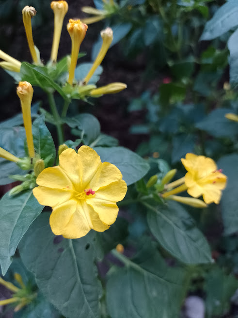 Mirabilis Jalapa (don Diego De Noche) | Chole Cerámica