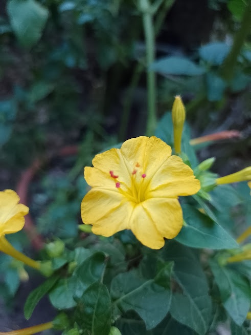 Mirabilis Jalapa (don Diego De Noche) | Chole Cerámica